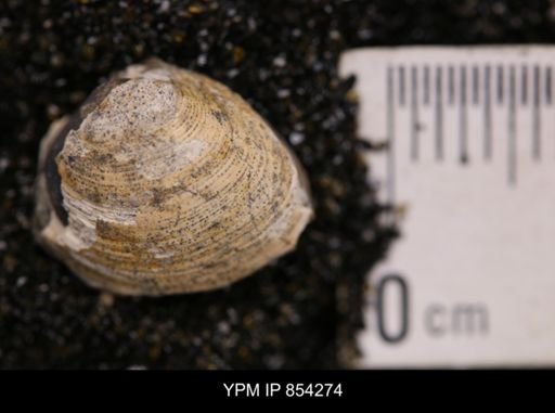 Limopsis striatopunctatus