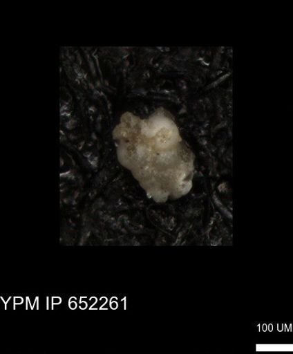 undet. Heterohelicidae