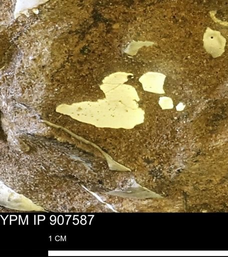 undet. Mollusca