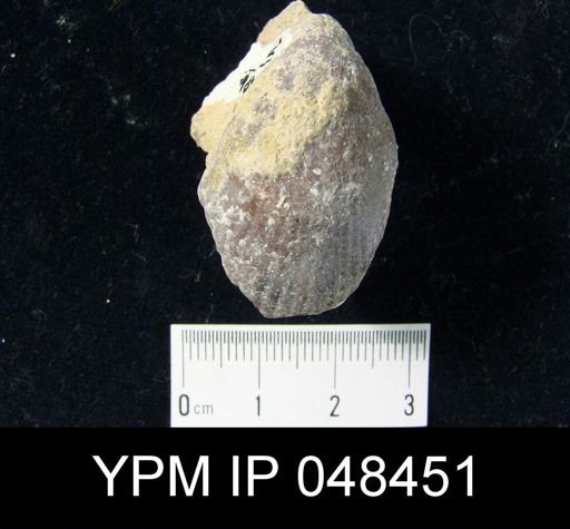 Rhipidium sp.