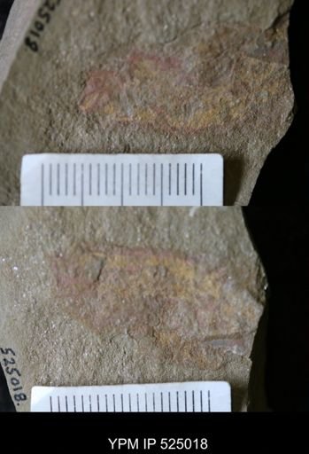 undet. Porifera