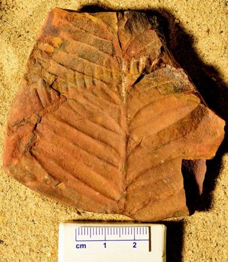 Alethopteris serlii