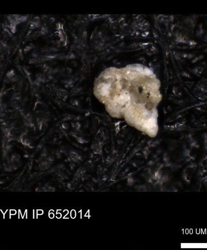 undet. Heterohelicidae