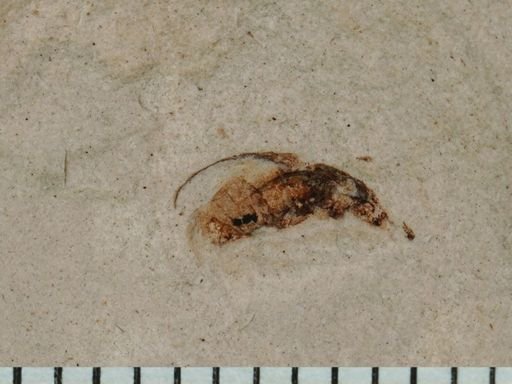 undet. Coleoptera