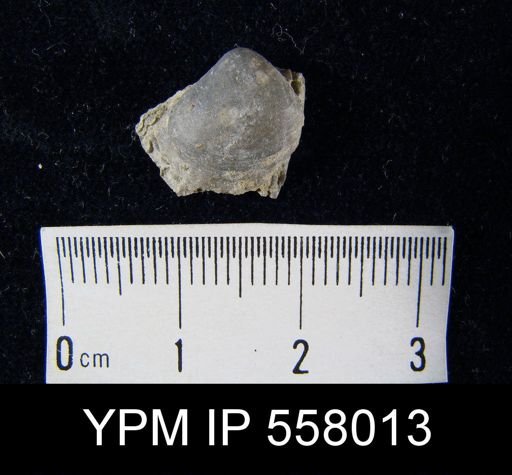 Brachiopoda