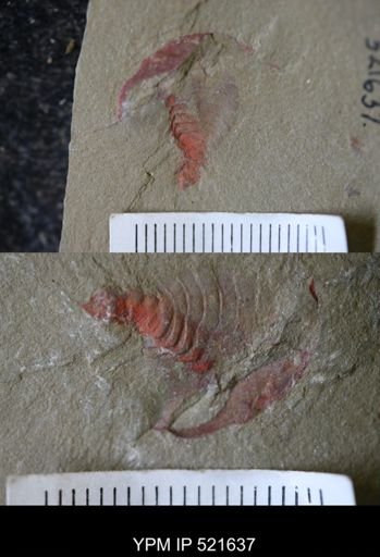 undet. Xiphosurida