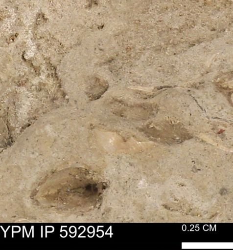 undet. Mollusca