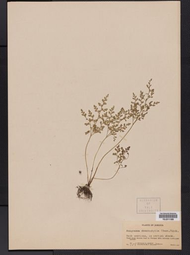 Anogramma