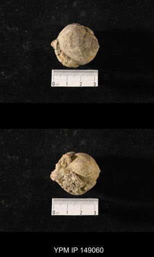 Sphaerodoma sp.