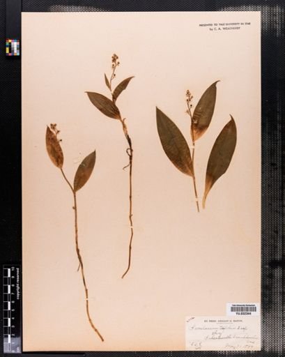Maianthemum