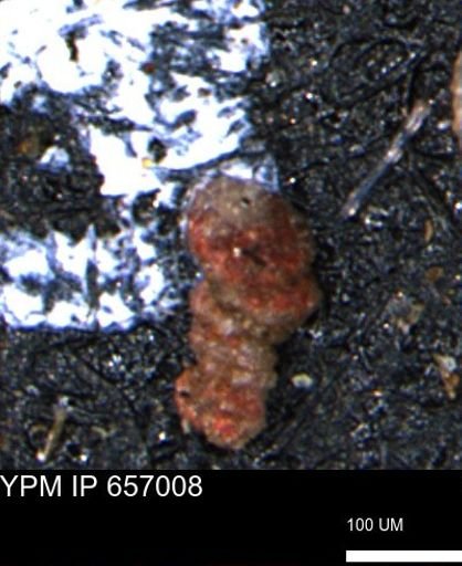 Ammobaculites euides