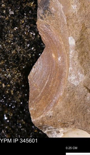 Limopsis striatopunctatus