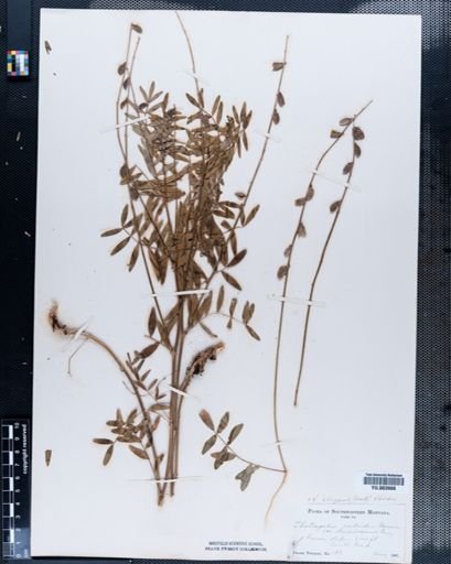 Astragalus