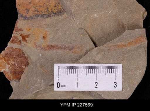 Ichnofossil