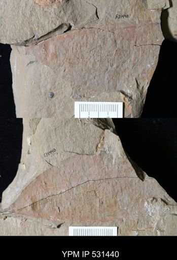 undet. Arthropoda