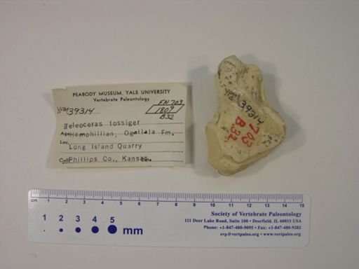 Teleoceras fossiger