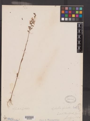 Lobelia spicata