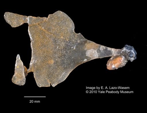 Ascidiacea