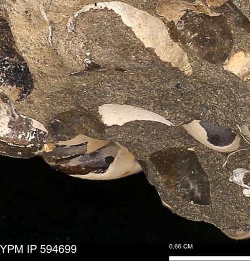 Protocardia sp.