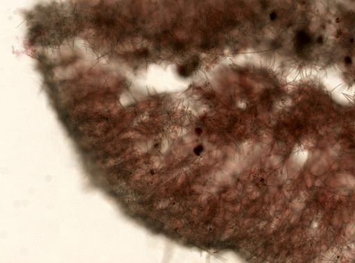 Leuconia?