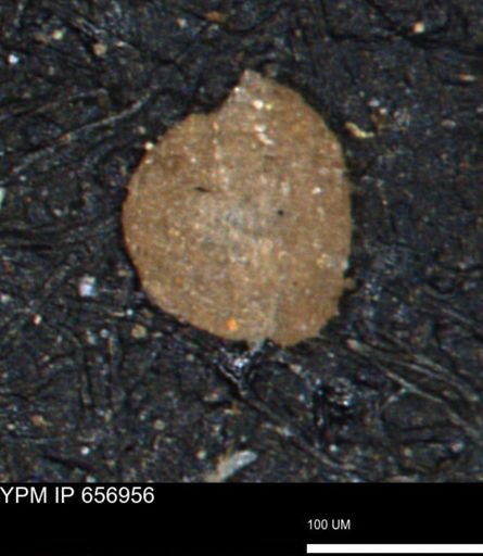 undet. Foraminiferida