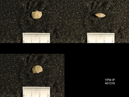 Plectorthis plicatella