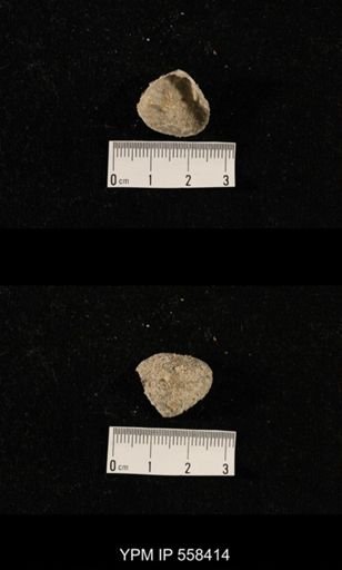 undet. Aulostegoidea