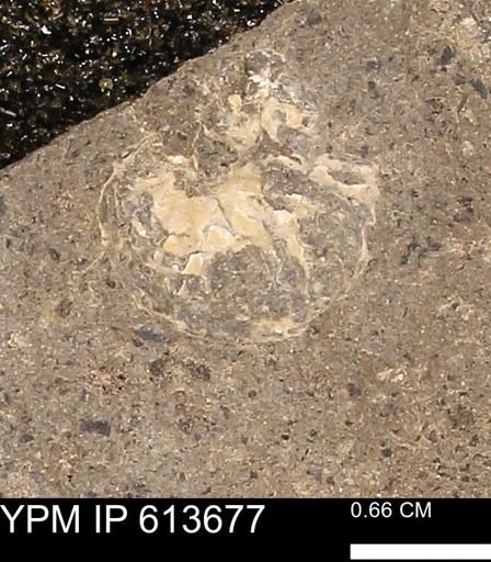 Scaphites sp.