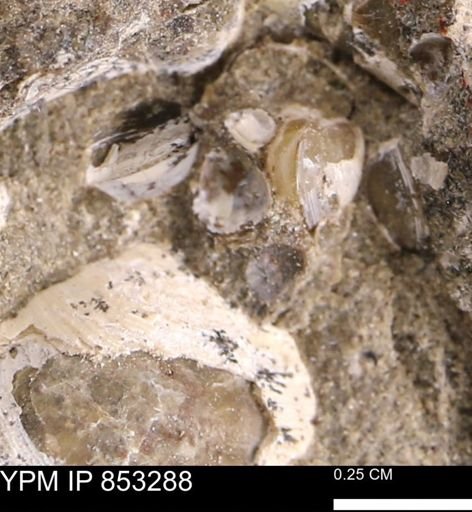 Protocardia sp.