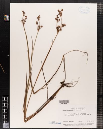 Juncus canadensis