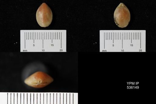 Bouchardia rosea