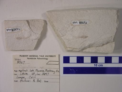 Cyclothone