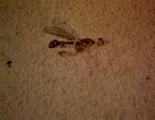 undet. Diptera