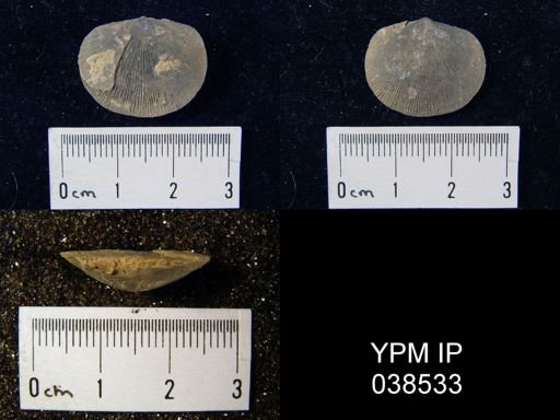 Dalmanella testudinaria