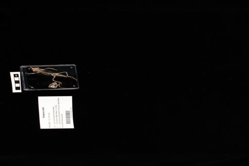 Sceloporus clarkii