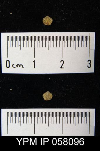 Anoplotheca concava