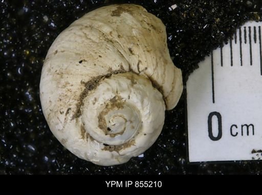 Lunatia concinna