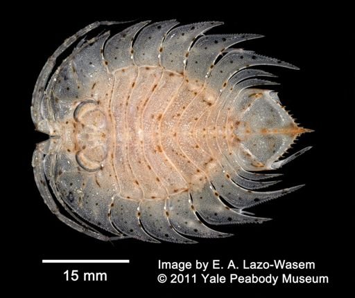 Serolidae