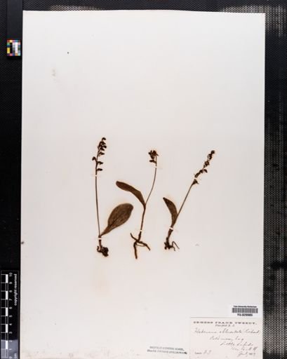 Habenaria