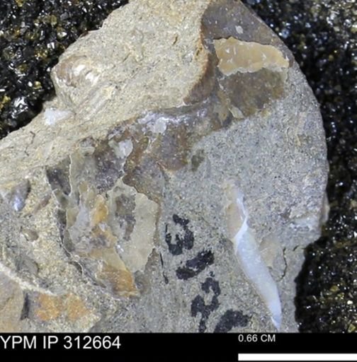 undet. Mollusca