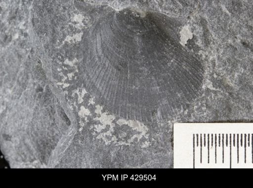 Pseudaviculopecten princeps