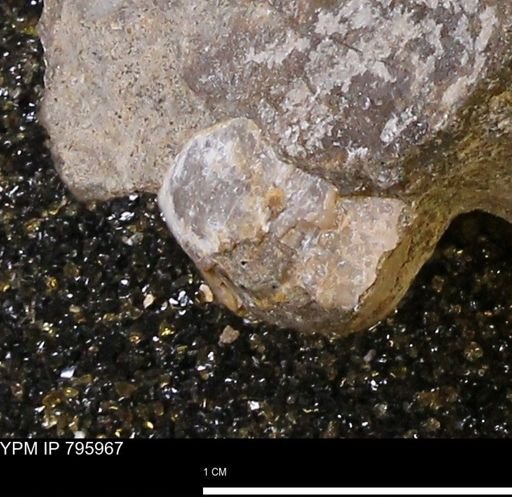 Protocardia
