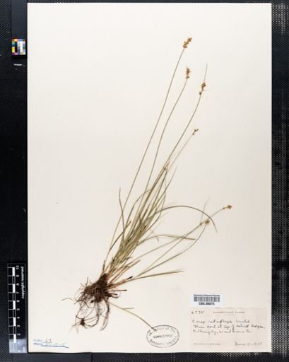 Carex retroflexa