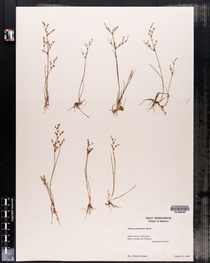 Juncus pelocarpus