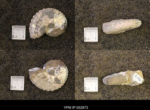 Discoscaphites gulosus