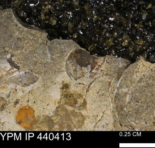 Protocardia subquadrata