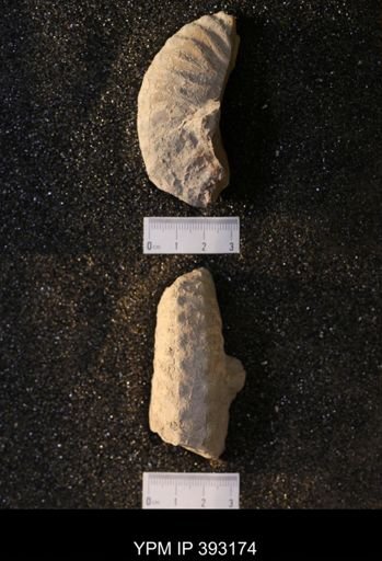 undet. Collignoniceratidae