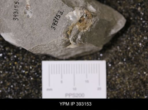 undet. Scaphitidae