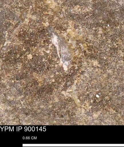 undet. Mollusca