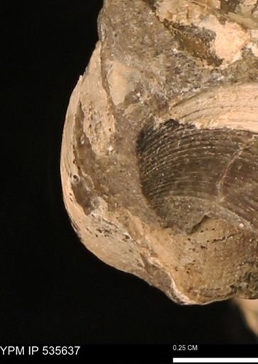 Protocardia subquadrata